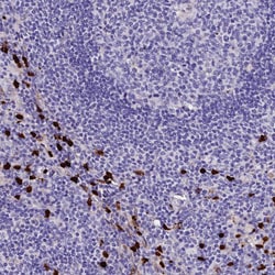 Invitrogen MCM10 Polyclonal Antibody 100 &mu;L | Buy Online | Invitrogen&trade; | Fisher Scientific