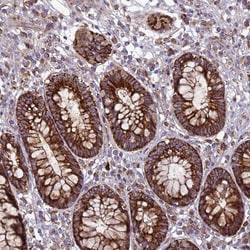 Invitrogen FSTL4 Polyclonal Antibody 100 &mu;L; Unconjugated:Antibodies,