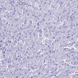 Invitrogen LIPF Polyclonal Antibody 100 &mu;L; Unconjugated:Antibodies,
