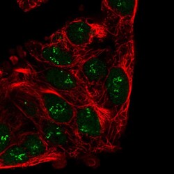 Invitrogen CRIPT Polyclonal Antibody 100 &mu;L; Unconjugated:Antibodies,