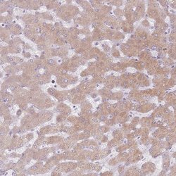 Invitrogen CRIPT Polyclonal Antibody 100 &mu;L; Unconjugated:Antibodies,