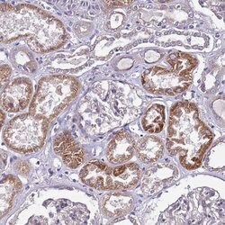 Invitrogen SPCS1 Polyclonal Antibody 100 &mu;L; Unconjugated:Antibodies,