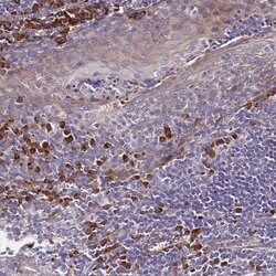 Invitrogen SPCS1 Polyclonal Antibody 100 &mu;L; Unconjugated:Antibodies,