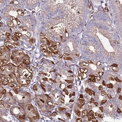 Invitrogen SPCS1 Polyclonal Antibody 100 &mu;L; Unconjugated:Antibodies,
