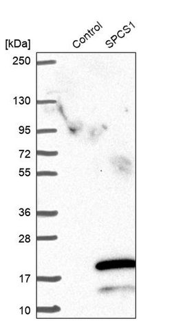 Invitrogen SPCS1 Polyclonal Antibody 100 &mu;L; Unconjugated:Antibodies,