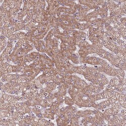 Invitrogen RNF181 Polyclonal Antibody 100 &mu;L; Unconjugated:Antibodies,
