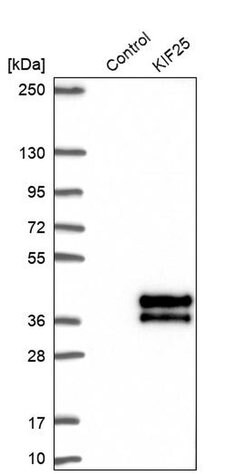 Invitrogen KIF25 Polyclonal Antibody 100 &mu;L | Buy Online | Invitrogen&trade; | Fisher Scientific