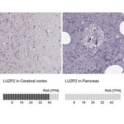 Invitrogen LUZP2 Polyclonal Antibody 100 &mu;L; Unconjugated:Antibodies,