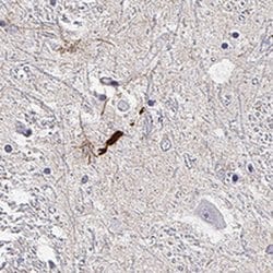 Invitrogen LUZP2 Polyclonal Antibody 100 &mu;L; Unconjugated:Antibodies,