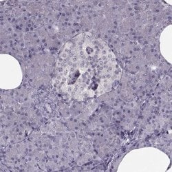 Invitrogen LUZP2 Polyclonal Antibody 100 &mu;L; Unconjugated:Antibodies,