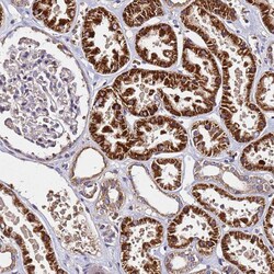 Invitrogen LRRIQ1 Polyclonal Antibody 100 &mu;L; Unconjugated:Antibodies,