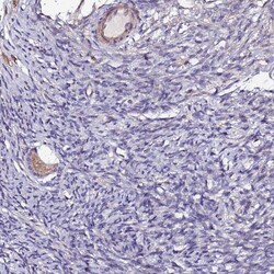 Invitrogen JRKL Polyclonal Antibody 100 &mu;L; Unconjugated:Antibodies,