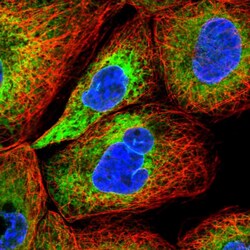 Invitrogen GDAP2 Polyclonal Antibody 100 &mu;L; Unconjugated:Antibodies,