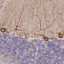 Invitrogen GDAP2 Polyclonal Antibody 100 &mu;L; Unconjugated:Antibodies,