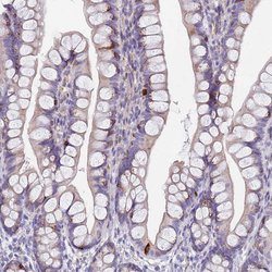 Invitrogen GDAP2 Polyclonal Antibody 100 &mu;L; Unconjugated:Antibodies,