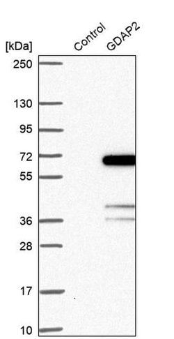 Invitrogen GDAP2 Polyclonal Antibody 100 &mu;L; Unconjugated:Antibodies,