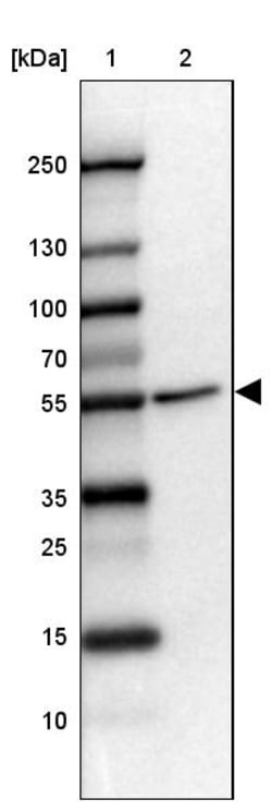 Invitrogen FOXRED1 Polyclonal Antibody 100 &mu;L; Unconjugated:Antibodies,