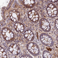 Invitrogen WIBG Polyclonal Antibody 100 &mu;L; Unconjugated:Antibodies,
