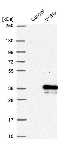 Invitrogen WIBG Polyclonal Antibody 100 &mu;L; Unconjugated:Antibodies,
