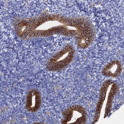 Invitrogen SYT13 Polyclonal Antibody 100 &mu;L; Unconjugated:Antibodies,