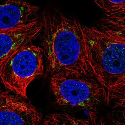 Invitrogen PLEKHH3 Polyclonal Antibody 100 &mu;L; Unconjugated:Antibodies,