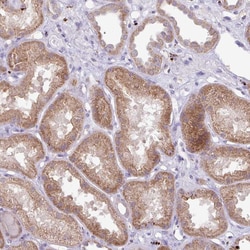 Invitrogen PLEKHH3 Polyclonal Antibody 100 &mu;L; Unconjugated:Antibodies,