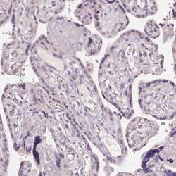 Invitrogen Aquaporin 8 Polyclonal Antibody 100 &mu;L; Unconjugated:Antibodies,