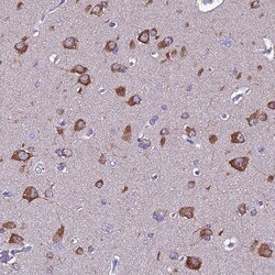 Invitrogen FAM173A Polyclonal Antibody 100 &mu;L; Unconjugated:Antibodies,