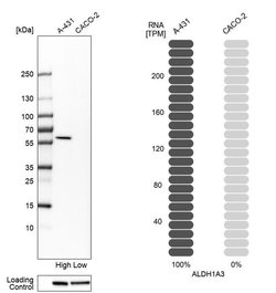 Invitrogen ALDH1A3 Polyclonal Antibody 100 &mu;L; Unconjugated:Antibodies,