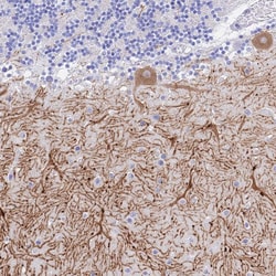 Invitrogen GNG13 Polyclonal Antibody 100 &mu;L; Unconjugated:Antibodies,