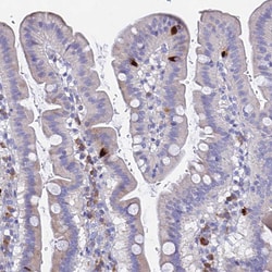 Invitrogen GNG13 Polyclonal Antibody 100 &mu;L; Unconjugated:Antibodies,