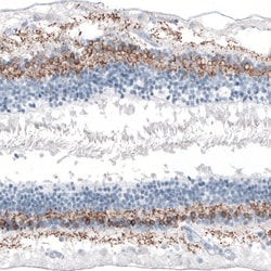 Invitrogen GNG13 Polyclonal Antibody 100 &mu;L; Unconjugated:Antibodies,