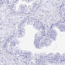 Invitrogen GNG13 Polyclonal Antibody 100 &mu;L; Unconjugated:Antibodies,