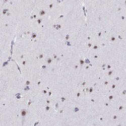 Invitrogen CARTPT Polyclonal Antibody 100 &mu;L; Unconjugated:Antibodies,