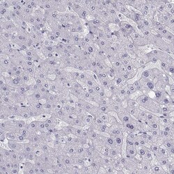 Invitrogen CARTPT Polyclonal Antibody 100 &mu;L; Unconjugated:Antibodies,
