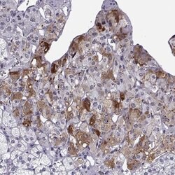 Invitrogen CARTPT Polyclonal Antibody 100 &mu;L; Unconjugated:Antibodies,