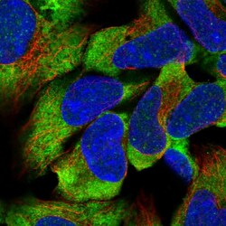 Invitrogen C16orf93 Polyclonal Antibody 100 &mu;L; Unconjugated:Antibodies,