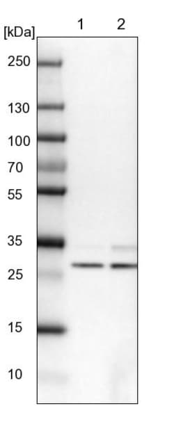 Invitrogen AKTIP Polyclonal Antibody 100 &mu;L; Unconjugated:Anticorps,