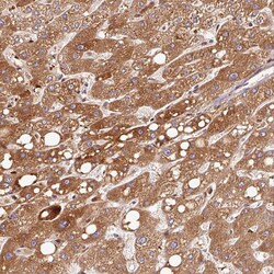 Invitrogen PGRP-L Polyclonal Antibody 100 &mu;L; Unconjugated:Antibodies,