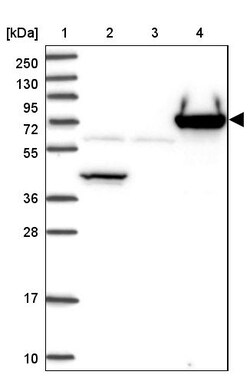 Invitrogen PGRP-L Polyclonal Antibody 100 &mu;L; Unconjugated:Antibodies,