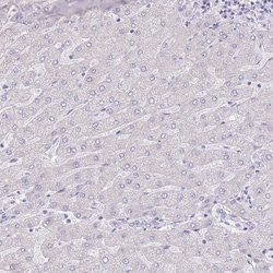 Invitrogen PSG11 Polyclonal Antibody 100 &mu;L; Unconjugated:Antibodies,