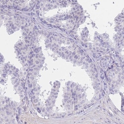 Invitrogen PSG11 Polyclonal Antibody 100 &mu;L; Unconjugated:Antibodies,