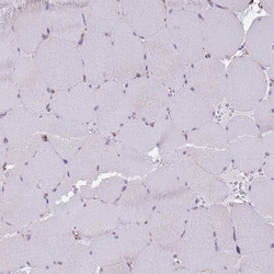Invitrogen PSG11 Polyclonal Antibody 100 &mu;L; Unconjugated:Antibodies,