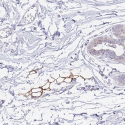 Invitrogen GPAM Polyclonal Antibody 100 &mu;L; Unconjugated:Antibodies,