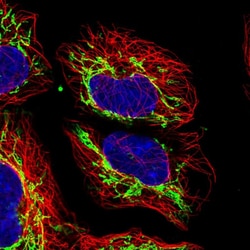 Invitrogen MRPS31 Polyclonal Antibody 100 &mu;L; Unconjugated:Antibodies,