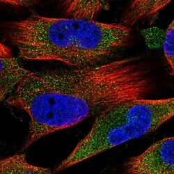Invitrogen FAM160A1 Polyclonal Antibody 100 &mu;L; Unconjugated:Antibodies,