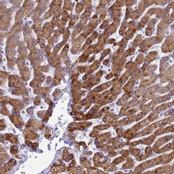 Invitrogen KNCN Polyclonal Antibody 100 &mu;L; Unconjugated:Antibodies,