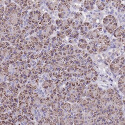 Invitrogen C3orf75 Polyclonal Antibody 100 &mu;L; Unconjugated:Antibodies,
