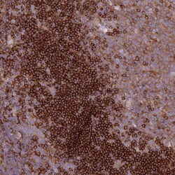 Invitrogen SNX21 Polyclonal Antibody 100 &mu;L; Unconjugated:Antibodies,