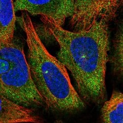 Invitrogen RFPL4A Polyclonal Antibody 100 &mu;L; Unconjugated:Antibodies,